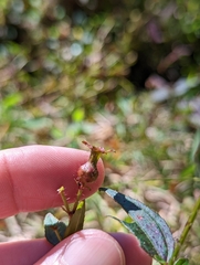 Rhexia mariana ventricosa