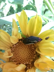 Acmaeodera flavomarginata