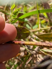 Rhexia mariana ventricosa