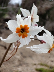 Leucocoryne coronata