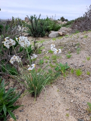Leucocoryne coronata