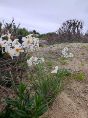 Leucocoryne coronata