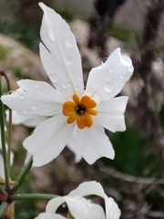 Leucocoryne coronata