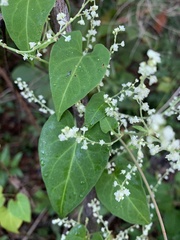 Fallopia scandens