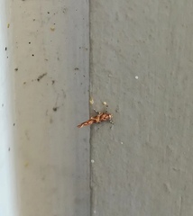 Lepidoptera