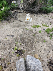 Leucocoryne coronata