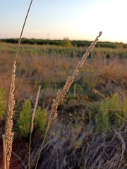 Tridens albescens