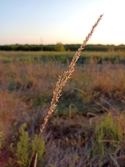 Tridens albescens