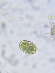 Cosmarium subcucumis