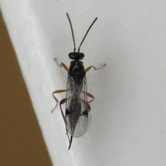Proctotrupoidea
