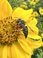 Coelioxys octodentatus
