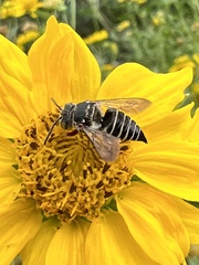 Coelioxys octodentatus