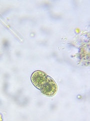 Cosmarium subcucumis