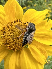 Coelioxys octodentatus