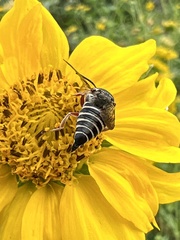 Coelioxys octodentatus