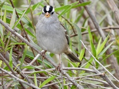 Zonotrichia leucophrys