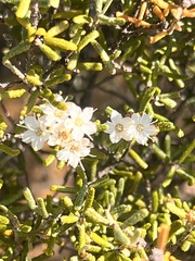 Phebalium tuberculosum