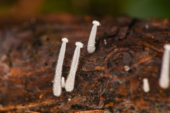 Hemimycena