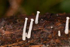 Hemimycena