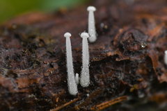 Hemimycena