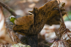 Lactarius olivaceoumbrinus