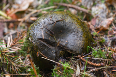 Lactarius olivaceoumbrinus