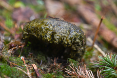 Lactarius olivaceoumbrinus