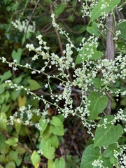 Fallopia scandens