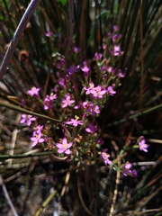 Gentianaceae