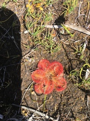 Drosera collina