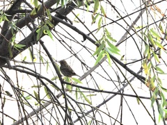 Passerculus sandwichensis