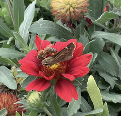Atalopedes campestris