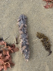 Clavelina moluccensis