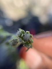 Parthenium bipinnatifidum