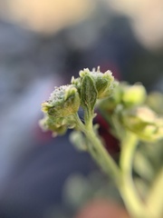 Parthenium bipinnatifidum