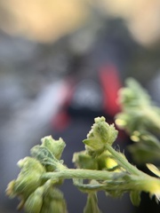 Parthenium bipinnatifidum
