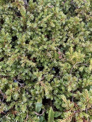 Juniperus communis