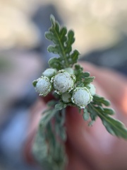 Parthenium bipinnatifidum