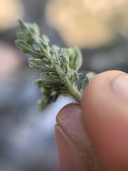 Parthenium bipinnatifidum