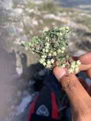 Parthenium bipinnatifidum