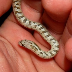Arizona elegans