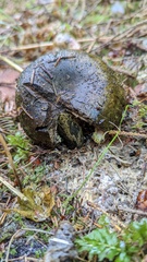 Lactarius olivaceoumbrinus