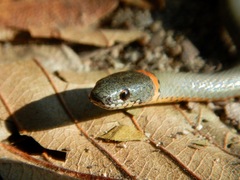 Diadophis punctatus modestus