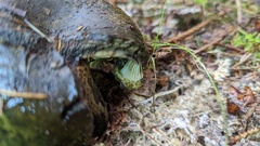 Lactarius olivaceoumbrinus