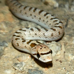 Arizona elegans