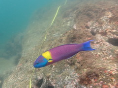 Thalassoma lucasanum