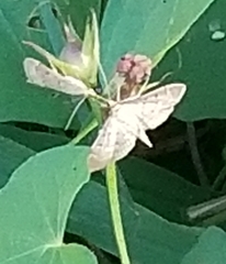 Herpetogramma bipunctalis