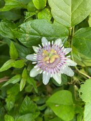 Passiflora colimensis