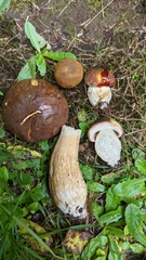 Boletus fibrillosus