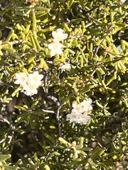 Phebalium tuberculosum